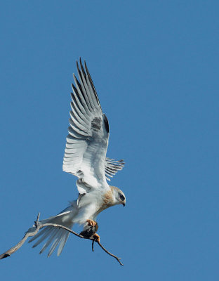 White-tailed Kite juvenile, with vole, July 2017
