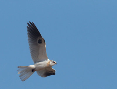 White-tailed Kite, juvenile flying