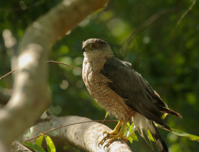 Cooper's Hawk