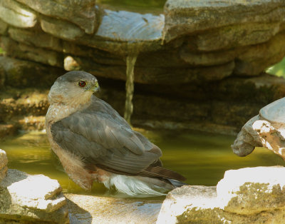 Coopers Hawk