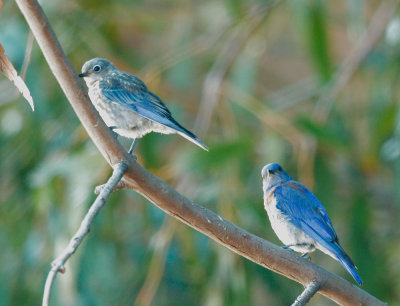 Western Bluebirds, male (r) and juvenile