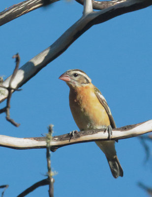 Black-headed Grosbeak, first-cycle male