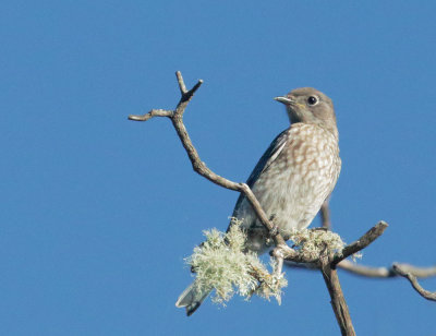 Western Bluebird, juvenile