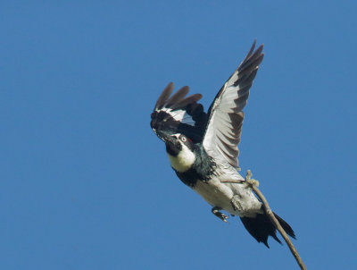 Acorn Woodpecker, taking off