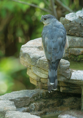 Coopers Hawk