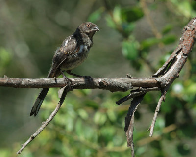 Spotted Towhee, juvenile