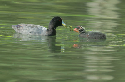 American Coots, adult feeding chick
