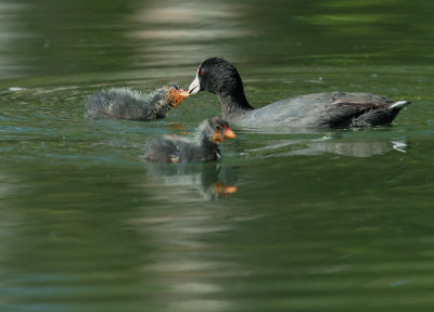 American Coots, adult feeding chicks