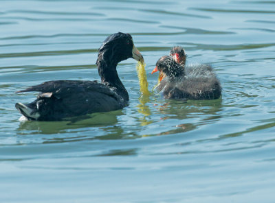 American Coots, adult feeding chicks 