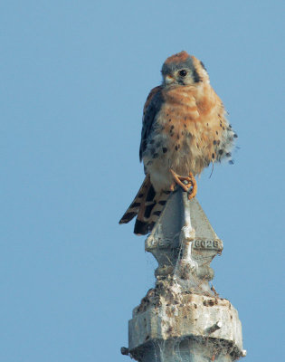 American Kestrel, male perched