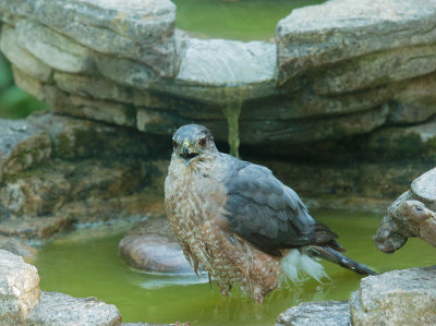 Cooper's Hawk, bathing