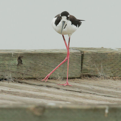 Black-necked Stilt, female