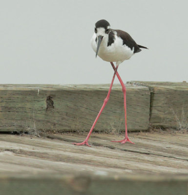 Black-necked Stilt, female