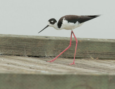 Black-necked Stilt, female