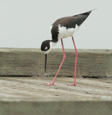 Black-necked Stilt, female