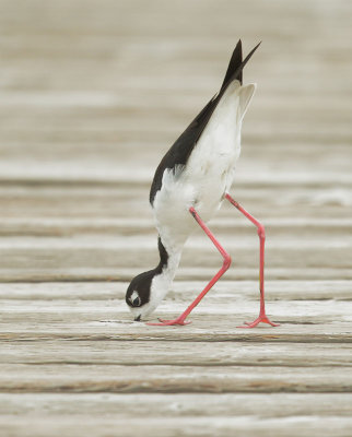 Black-necked Stilt, female