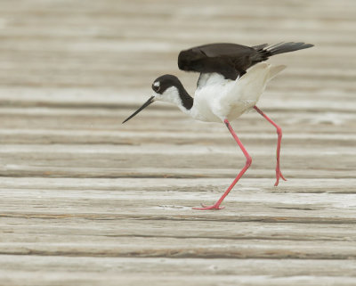 Black-necked Stilt, female