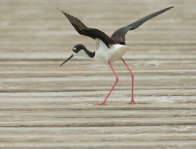 Black-necked Stilt, female