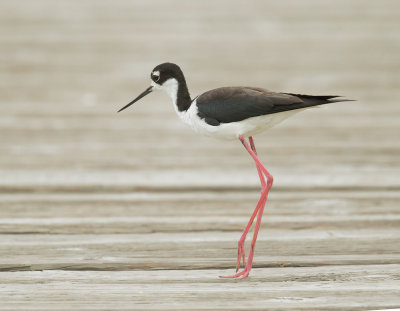 Black-necked Stilt, female