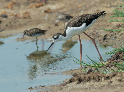 Black-necked Stilt, juvenile