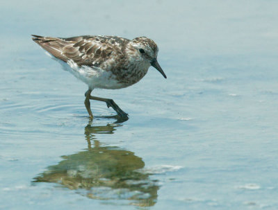 Least Sandpiper