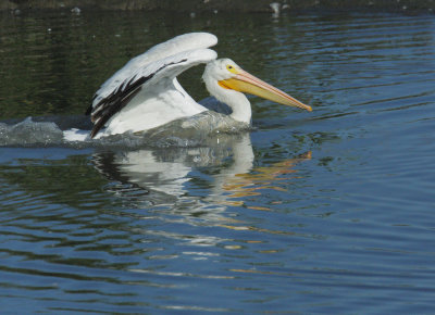 American White Pelican, landing