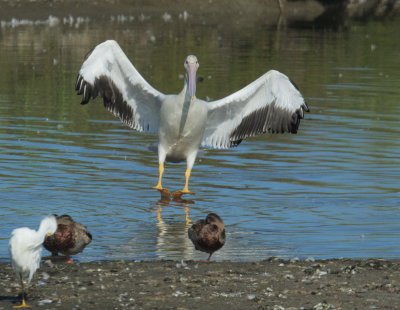 American White Pelican, juvenile landing 