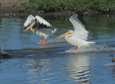 American White Pelicans, landing