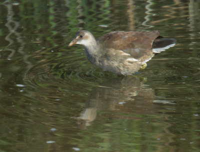 Common Gallinule, juvenile