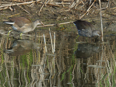 Common Gallinules, juvenile