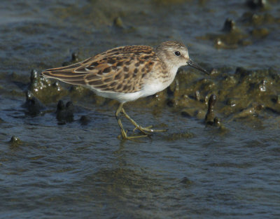 Least Sandpiper, juvenile