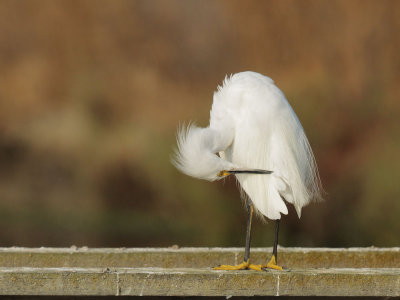 Snowy Egret, preening