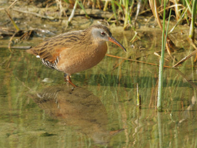 Virginia Rail