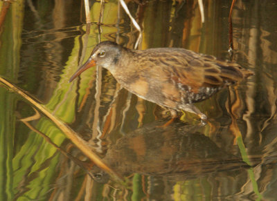 Virginia Rail, juvenile