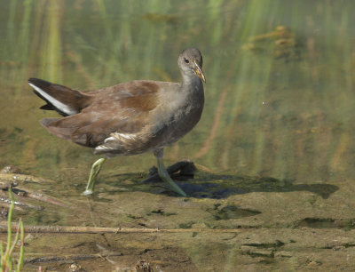 Common Gallinule, juvenile