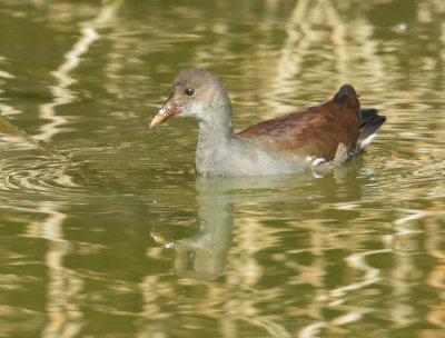 Common Gallinule, juvenile