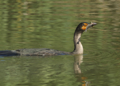 Double-crested Cormorant, with fish