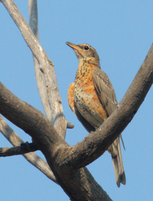 American Robin, juvenile