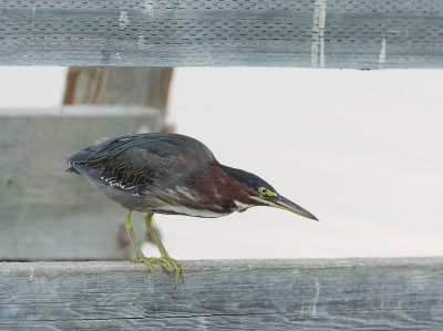 Green Heron