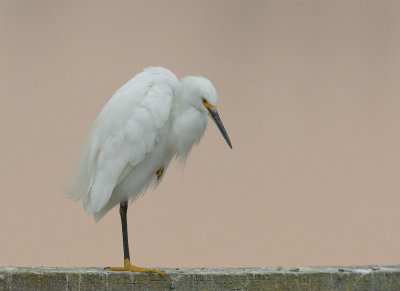 Snowy Egret