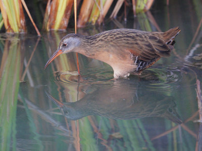 Virginia Rail