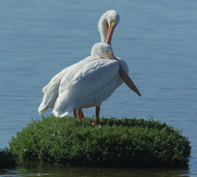 American White Pelicans