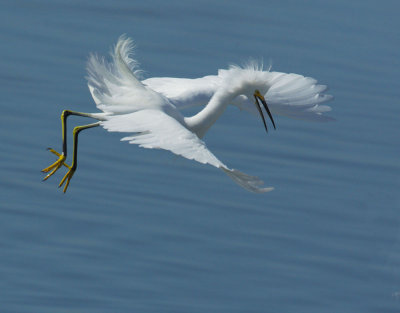 Snowy Egret