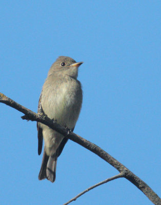 Western Wood-Pewee