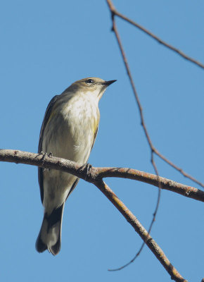 Yellow-rumped Warbler, Myrtle