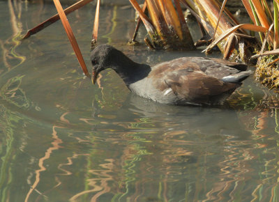 Common Gallinule, juvenile