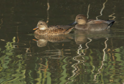 Gadwalls, pair