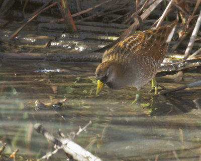 Sora, adult