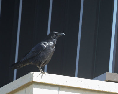 Common Raven