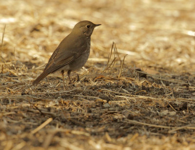 Hermit Thrush